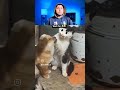 Animal funny video 😅|part-4😂#funnyanimals #funny #shorts