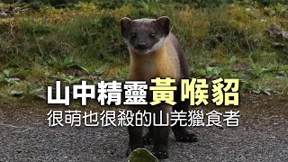 【動物生態】山中精靈黃喉貂｜很萌也很殺的山羌獵食者 (我們的島 1145集 2022-02-28)