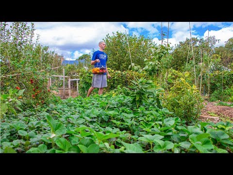 Video: Echilibrarea grădinăritului și a unui loc de muncă: când nu ai timp de grădinărit