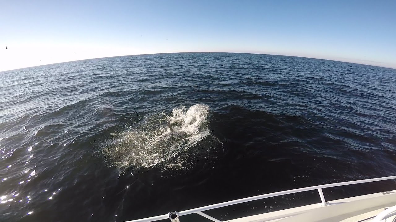 Slow Motion 40"+ Striped Bass Swipes a Super Strike Needle Boatside