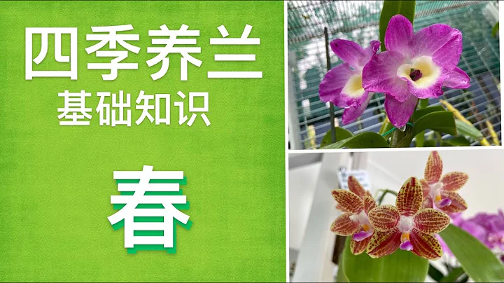 【21168】养兰花怎么能忽略春季呢，很关键，春季兰花养护基础知识（四季养兰系列） // 静姐说花716 （ Growing Orchids in Spring  ） - 天天要闻
