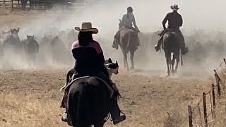 Weaning Day!  Gathering - Driving - Sorting. Teaming with Stock Dogs - Horses - Stockmanship by BWR Stockdog Training 683 views 1 year ago 23 minutes