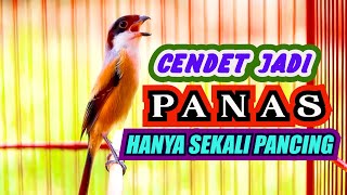 SEKALI PANCING..!! JENIS CENDET APAPUN EMOSI LANGSUNG NAIK, PANCINGAN CENDET GACOR FULL ISIAN