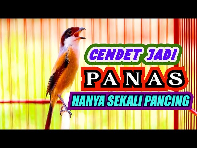 SEKALI PANCING..!! JENIS CENDET APAPUN EMOSI LANGSUNG NAIK, PANCINGAN CENDET GACOR FULL ISIAN class=