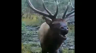 This is what a moose sounds like