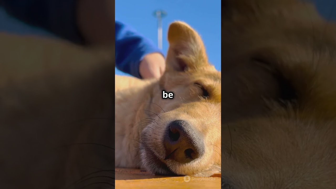 5 PAWSOME Facts about Dogs🐕🐶 