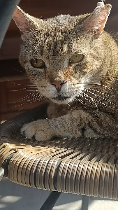 Biter the old tabby cat begins the summer season😸😸😸 #cat #cute #tabbycat #tabby