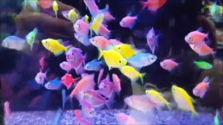 tetra glofish