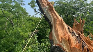 In Depth Guide To Climbing Hazardous Storm Damaged Trees! (Arborist Explains Tree Risk Assessment)