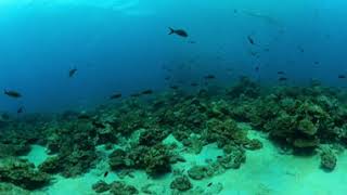 Caño and Cocos Island underwater: hammerhead shark (360 video)