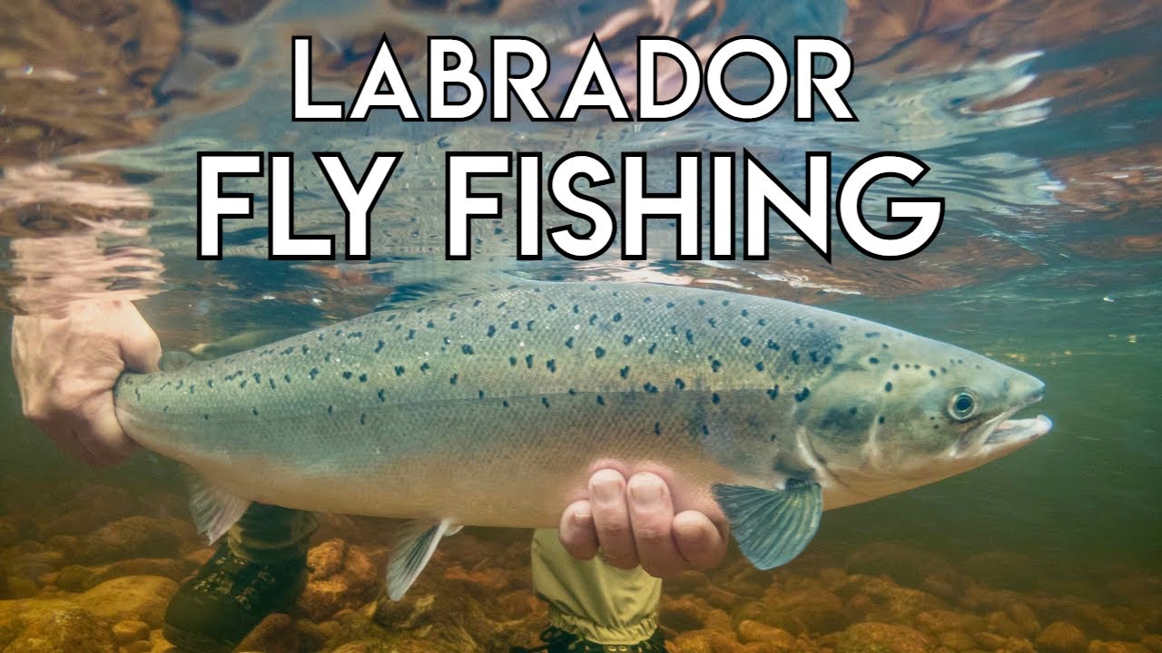 Big River Labrador | Salmon & Brook Trout