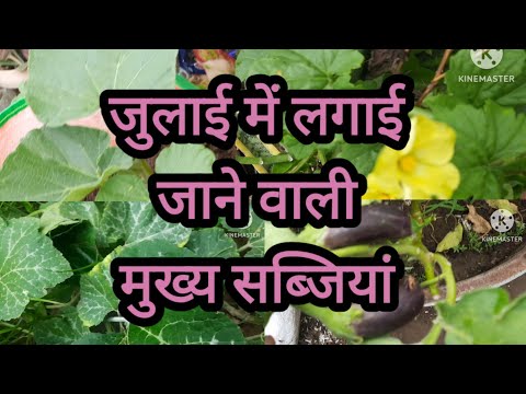 जुलाई में कौन कौन सी सब्जियां लगाएं || जुलाई में लगाने वाली सब्जियों के नाम और पूरी जानकारी ||