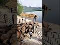 Cooling Nature’s Giants: Guiding Buffaloes to Water for Heat Relief!