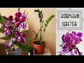 КОМНАТНЫЕ ЦВЕТЫ | Новые цветы в моей коллекции орхидеи и не только
