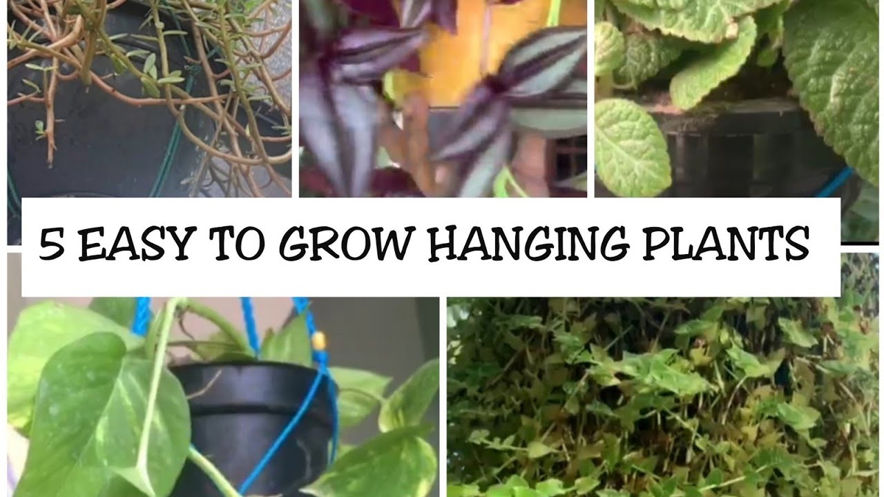 5 EASY TO GROW HANGING PLANTS 5 എളുപ്പത്തിൽ വളർത്താൻ പറ്റുന്ന ഹാംങ്ങിംഗ് പ്ളാന്റ്സ് YouTube