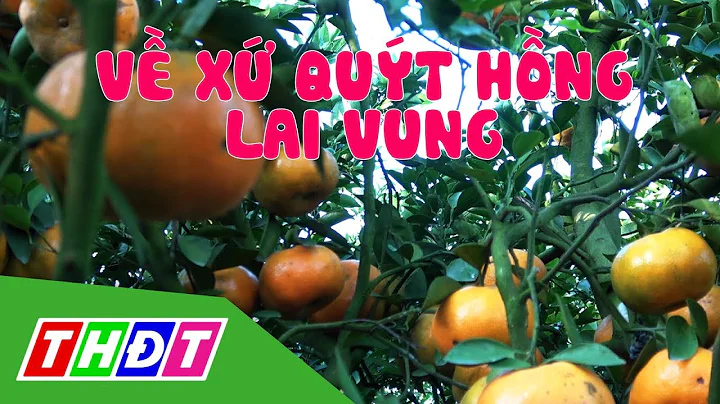V x qut hng Lai Vung | c sn min sng nc | THDT