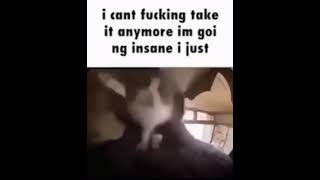 Insane cat meme