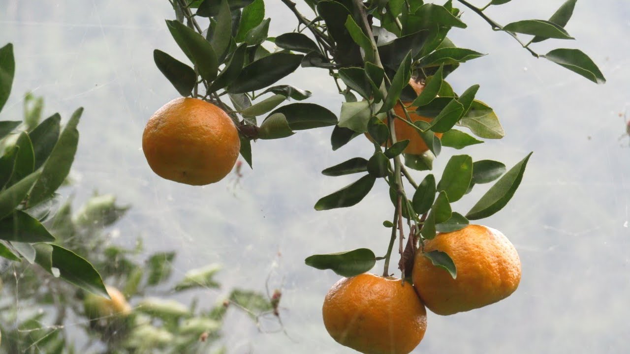 Darjeeling orange garden YouTube