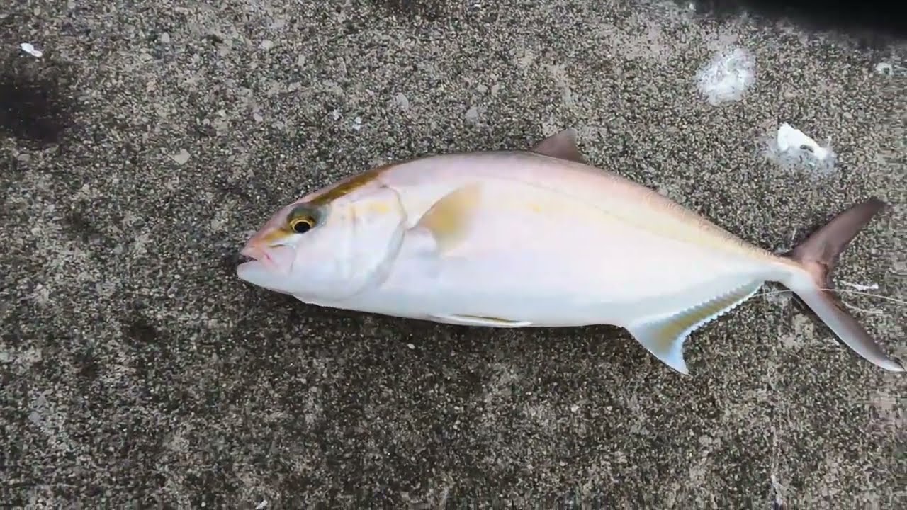 真冬の堤防でアジを泳がせ大物を狙う！！