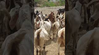 Goat staying close to the lead doe 2 #goat