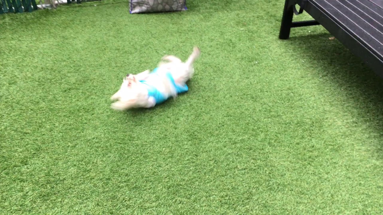 camera iphone 8 plus apk Clyde 52178 enjoying himself in the yard NYCACC