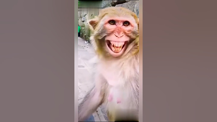 Kulguli maymunlar prikol video #prikol #videolar