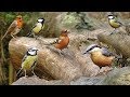 Bird sounds and birds flying in slow motion  one hour