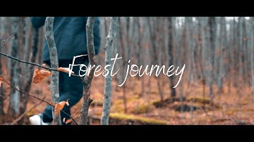 A Journey Through The Forest | Cinematic Video