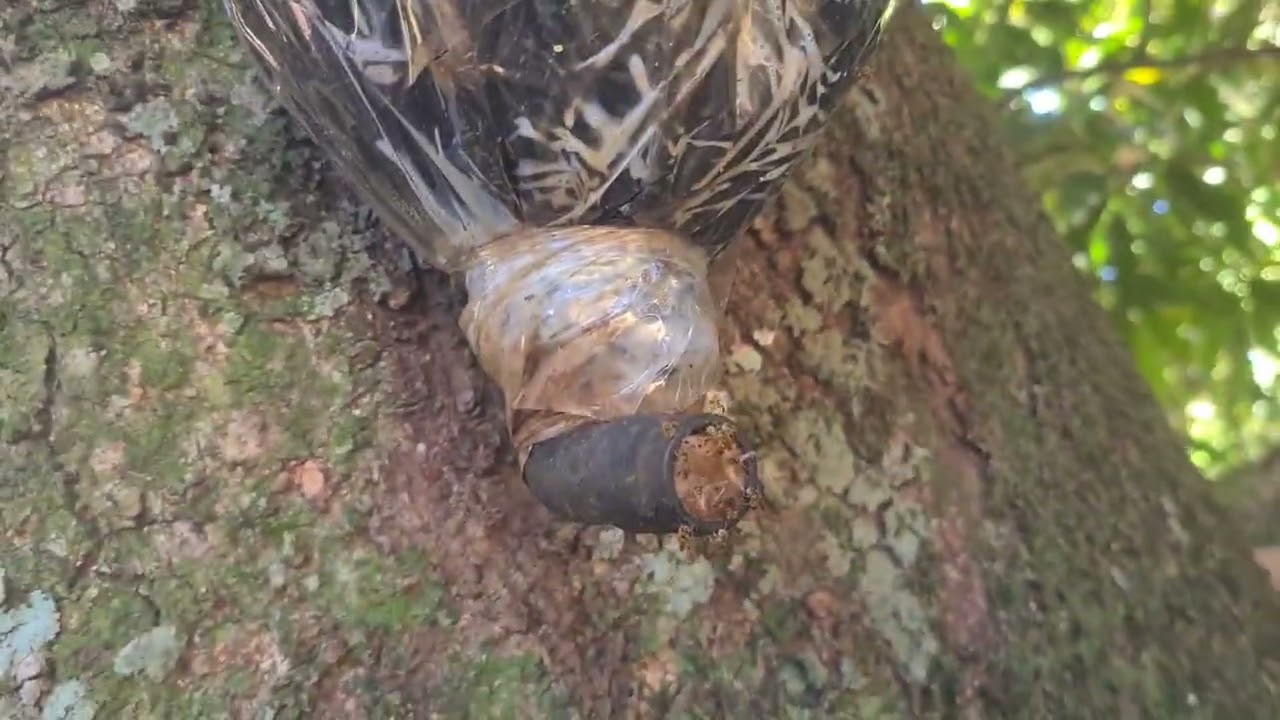 Capituras final de mes de setembro 