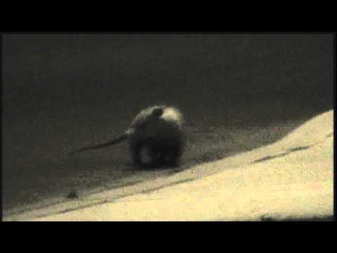 possum-seen-in-front-yard-fresno-!