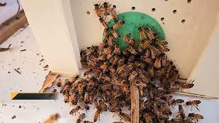 Honeybee Swarm Season Begins!