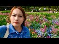 Stunning views of nemophila and tulips agains a backdrop || JAPAN