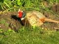 A Pheasant takes a dust bath