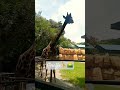 Jerapah anggun berjalan 🦒🦒#jerapah #giraffe #kebunbinatang #kbsworldindonesia #shorts #refreshing