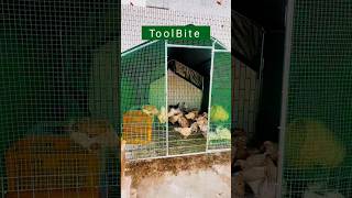 Rooftop Chicken House Setup Strong, Safe Space-Saving