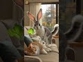 Bunny vs Cat:The Funniest Prank Ever!#shortvideo #cat #trending #cute #funny #animals #shorts #viral