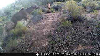 Trail Cam Footage #2 at Montevue Nature Farm (First Cape Leopard wow!)