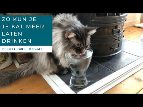 JE KAT MEER WATER LATEN DRINKEN - De gelukkige huiskat - Kattengedrag