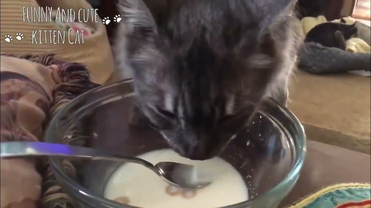 Funny Cats Say ' Nom Nom Nom ' while Eating Cute Cat Videos 2023 YouTube