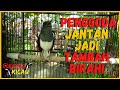 Suara Pancingan Kacer Betina Memancing Kacer Jantan Biar Cepat Naik Birahi Emosinya Mp3 - Mp4 Download