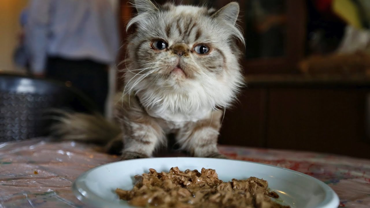 Pet food shortages leave owners on the hunt YouTube