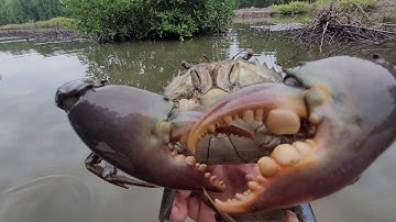 Thăm Bẫy Cua Biển Thu Hoạch Ngoài Mong Đợi Với Những Con Cua Khủng | NVB T31