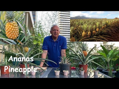Video: Büyüyen Ananas Bitkileri: Üstlerden Ananas Nasıl Yetiştirilir