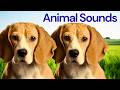 Cute Animal Sounds 🐈 | Animal Sounds for Toddlers | Cow, Dog, Horse, Sheep, Chicken #animalsounds