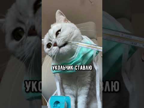 Смешные коты - Майя 😺 #смешныекоты #кошка #доктор