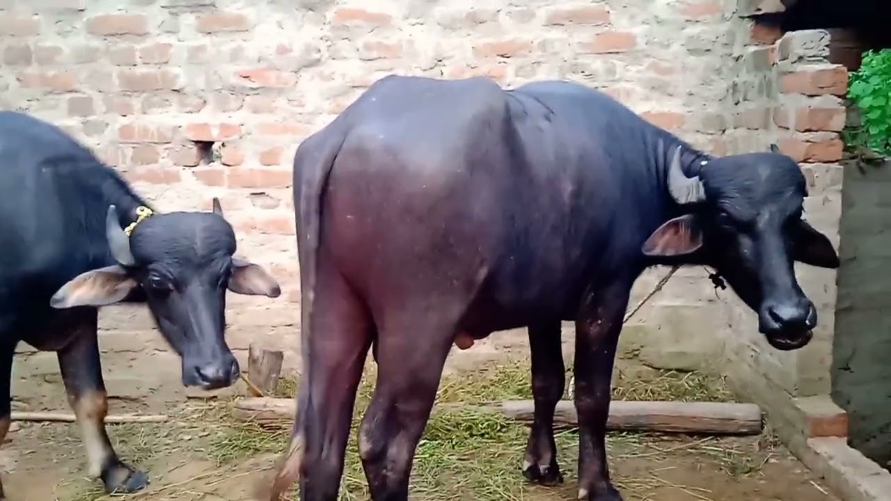 পানি আদা মহারাজ মাহাতো কেমন কষ্ট যে করছে সরস্বতী পূজার জন্য মাসি পাতের জন্য