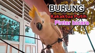 BURUNG KAKAK TUA PUTIH PINTAR BICARA