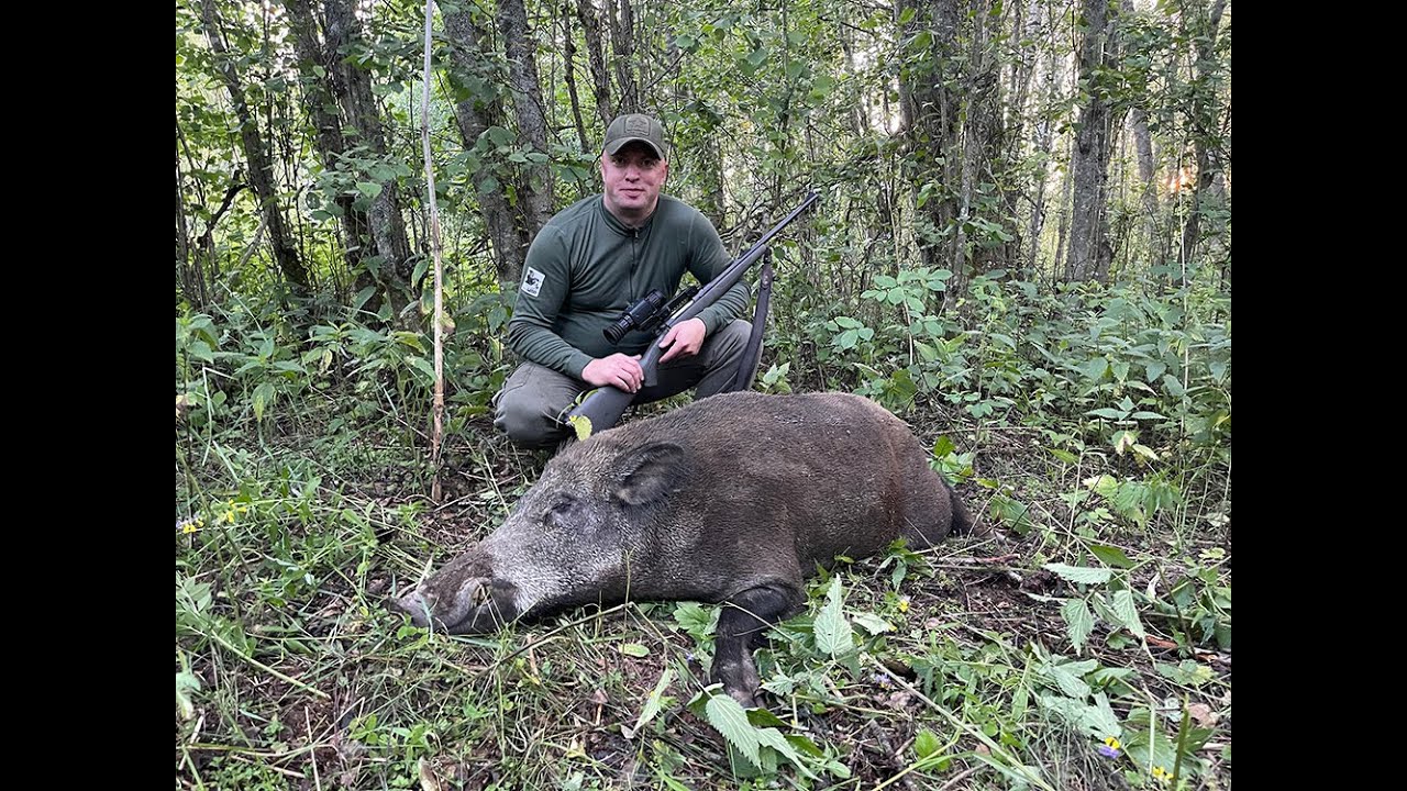 Выстрел по кабану 130 метров. Прицел HIKMICRO. - YouTube