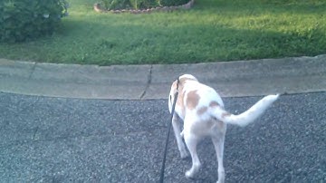 Nexus One 720p video test - AndroidCentral.com