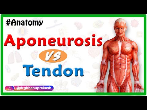 Difference between Aponeurosis and Tendon